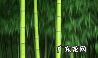 大熊猫吃的竹子是草吗图片 大熊猫吃的竹子是草吗?
