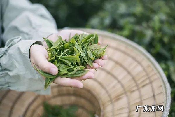 研究发现：喝茶有助降低心血管病风险，但这8种茶最好别喝