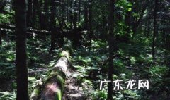 森林里有什么小虫子 森林里面有什么小动物?