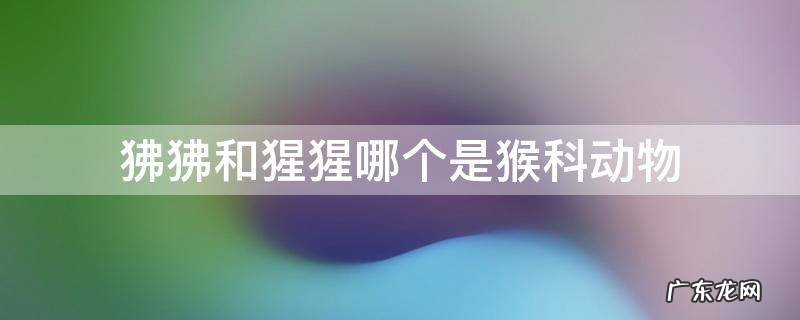 狒狒和猩猩哪个是猴科动物 狒狒和大猩猩哪个是猴科
