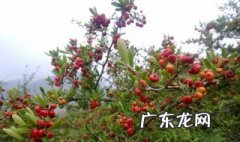 山楂在什么地方都能种植吗 山楂在什么地方都能种植吗