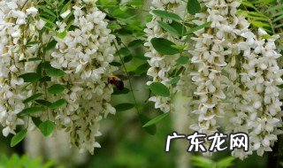 槐花能吃吗 槐花能吃吗有什么好处和坏处