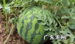 西瓜地里可以上草木灰吗 西瓜苗能撒草木灰吗