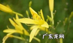 忘忧草是黄花菜吗 忘忧草是黄花菜吗蚂蚁庄园