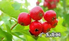 山楂和什么搭配减肥效果好 山楂和什么搭配减肥效果好呢