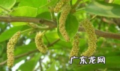 构树穗怎么吃 晒干的构树穗怎么吃