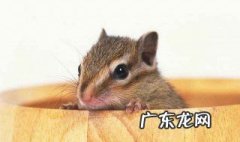 公花枝鼠发情该怎么办 公花枝鼠几个月成年