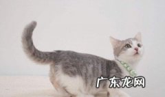 猫咪自己死了怎么办 猫自己死在自己门口好不好