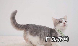 猫咪自己死了怎么办 猫自己死在自己门口好不好