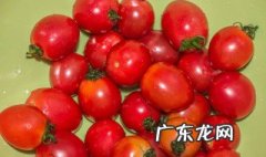 绿色圣女果是转基因的吗 圣女果是转基因的吗