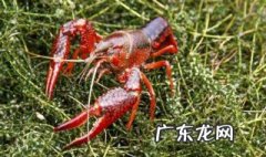 怎么养龙虾才会养的很大 怎样养出龙虾