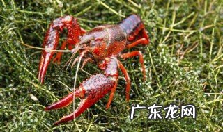 怎么养龙虾才会养的很大 怎样养出龙虾