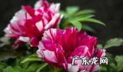 云南是不是盛产花卉之乡 云南是不是盛产花卉