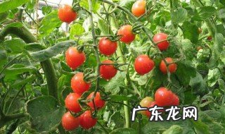 西红柿的栽植 西红柿的栽植后管理技术