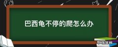 巴西龟爬来爬去怎么回事 巴西龟不停的爬怎么办