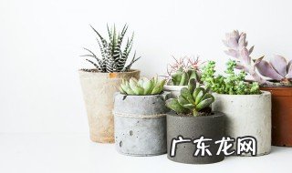 多肉是什么植物 多肉是什么植物类群