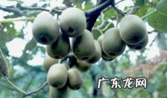 猕猴桃产地主要在哪个省 猕猴桃产地