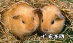 属鼠几月出生最好 男孩属鼠几月出生最好