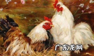属鸡的几月出生最好 属狗的几月出生最好命