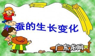 蚕宝宝的生长过程 蚕宝宝的生长过程观察日记
