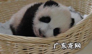 大熊猫爱吃的竹类有哪些图片 大熊猫爱吃的竹类有哪些