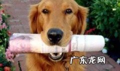 成年金毛牙齿黄怎么办 成年金毛牙齿黄怎么办啊