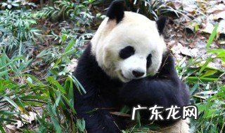 大熊猫吃的是竹子实际上是什么 大熊猫吃的是竹子的哪部分