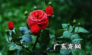 月季什么时候换土 月季花用什么土养最好