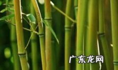 刚竹和毛竹的区别 刚竹和毛竹的区别在哪里