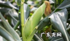 玉米要施肥几次才能结果 玉米要施肥几次