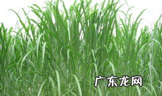 蛇舌草白花蛇舌草功效与作用 白花蛇舌草功效与作用