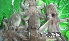 墨鱼和白酒可以一起吃吗 白酒和乌贼能不能一起吃