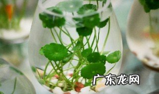 水培铜钱草的养殖方法和注意事项