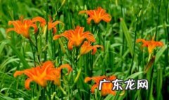 忘忧草是啥植物 忘忧草是什么菜