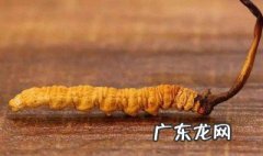 冬虫夏草功效 冬虫夏草功效与作用效与作用