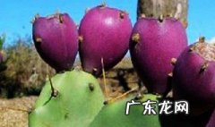 仙人掌果的功效与作用 仙人掌果的功效与作用及食用方法