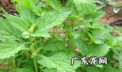 冬凌草的功效与作用 冬凌草的功效与作用的功能与主治