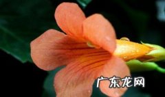 中药凌霄花的功效与作用 凌霄花的功效与作用
