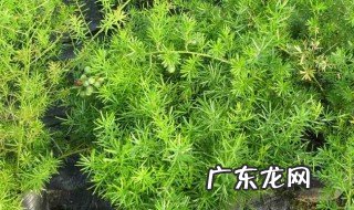 天门冬的功效与作用的功能与主治 天门冬的功效与作用