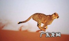 猎豹的速度最快吗 猎豹的速度是最快的吗