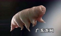 水熊虫和水仙花谁的寿命更长 水熊虫和水仙花谁的生命力强
