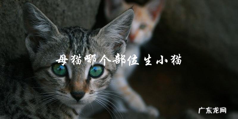 母猫生小猫的部位是哪里?