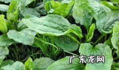 车前草的功效与作用及食用方法 鱼腥草车前草的功效与作用及食用方法