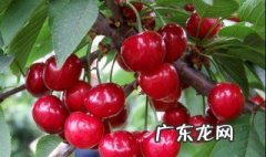 栽樱桃树怎么栽 如何栽樱桃树