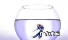 鱼缸的水为什么会混 鱼缸的水为什么混浊这么快