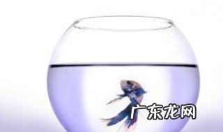 鱼缸的水为什么会混 鱼缸的水为什么混浊这么快