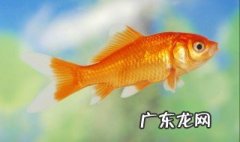 鱼打桩一般多长时间 鱼打桩是什么意思