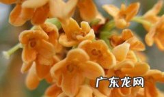 丹桂飘香是什么季节 丹桂飘香是什么季节描写什么季节