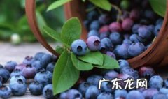 蓝莓怎么吃营养价值最高 蓝莓怎么吃