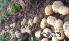 马铃薯是土豆吗图片 马铃薯是土豆吗